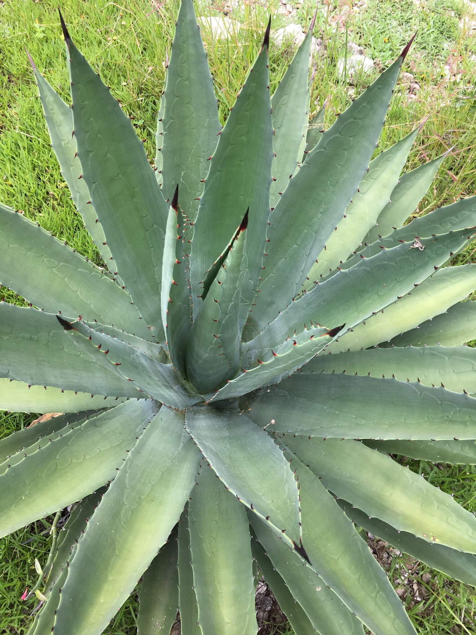 Agave macroacantha